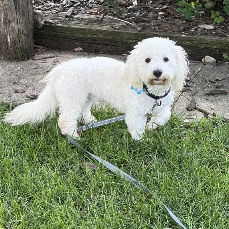 A young small-sized male White / Cream Maltese dog named Kip for adoption in Plainfield, IL