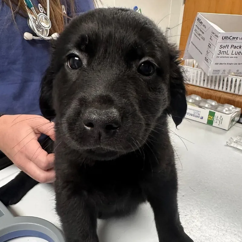 A baby small-sized male Black Australian Shepherd dog named Simba for adoption in Pekin, IL