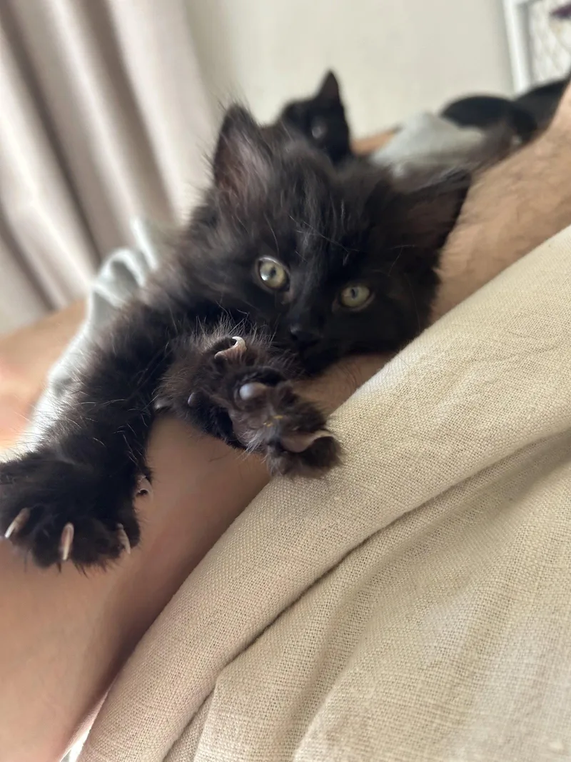 A baby medium-sized male Black Domestic Long Hair cat named Gill Napa Petco for adoption in Napa, CA
