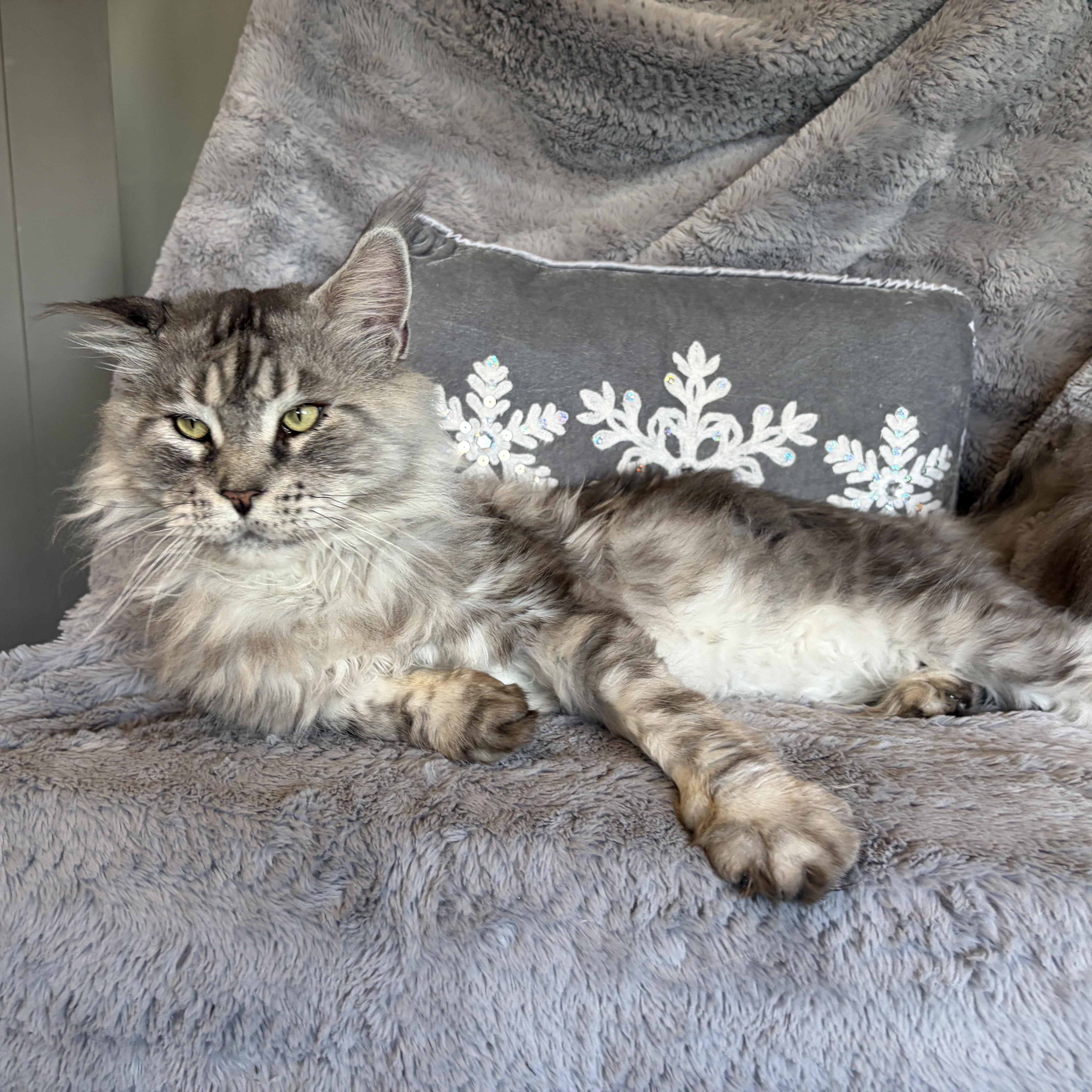 An adult extra large-sized male Maine Coon cat named Gaston for adoption in Moriches, NY