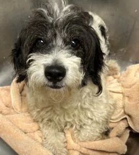 An adult small-sized male Schnauzer dog named Go Fish for adoption in Washington, DC