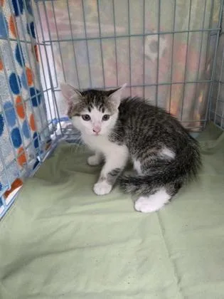 A baby small-sized female Domestic Short Hair cat named Tina for adoption in Gainesville, FL