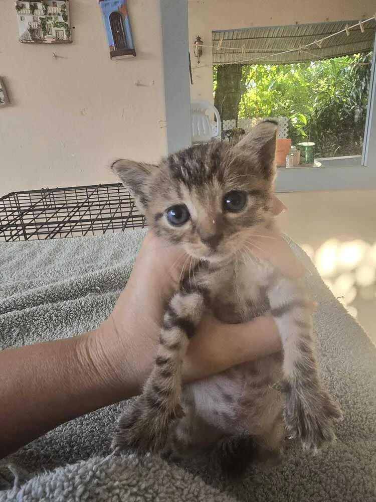 A baby small-sized female Black Domestic Short Hair cat named Abril for adoption in Naranjito, PR