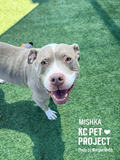 An adult large-sized female Yellow / Tan / Blond / Fawn Pit Bull Terrier dog named Mishka for adoption in Kansas City, MO