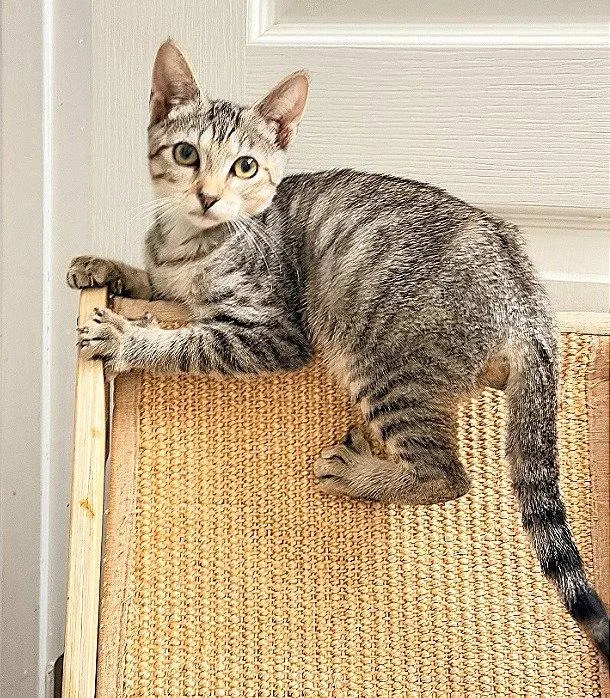 A baby medium-sized female Brown / Chocolate Domestic Short Hair cat named Ethel for adoption in Oviedo, FL