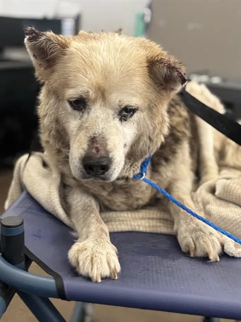 A senior large-sized male Mixed Breed dog named Leo for adoption in Dallas, TX
