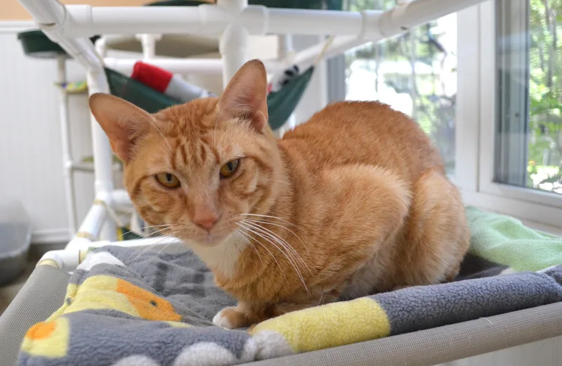 A young medium-sized male Orange & White Domestic Short Hair cat named Freckles for adoption in Westbrook, CT