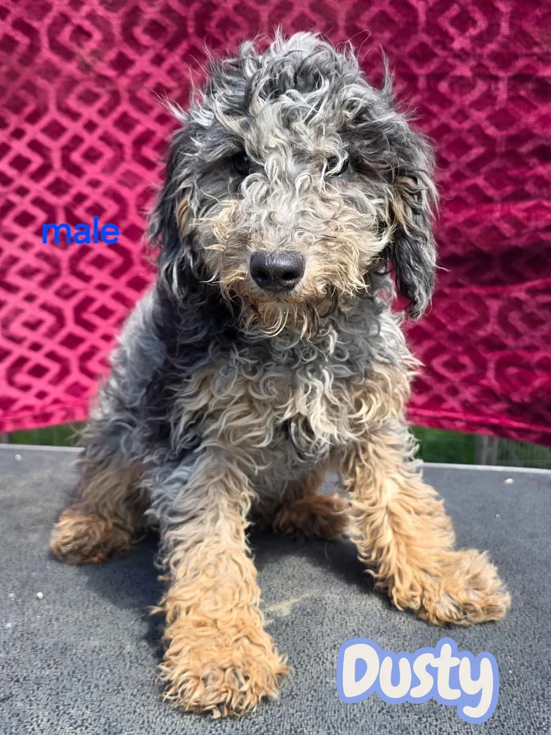 A baby small-sized male Portuguese Water Dog dog named Dusty for adoption in Semmes, AL