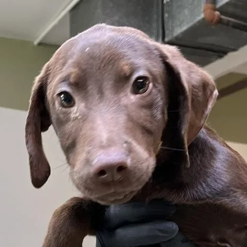 A baby small-sized male Brown / Chocolate Retriever dog named Heath for adoption in Baltimore, MD
