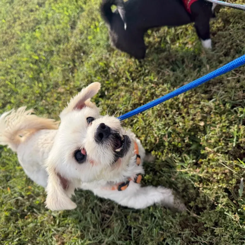 An adult small-sized male White / Cream Mixed Breed dog named Cutter for adoption in Newark, DE