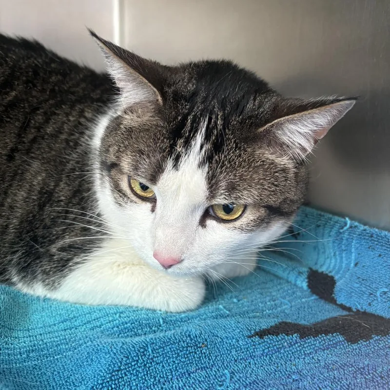 An adult extra large-sized female Brown / Chocolate Domestic Short Hair cat named Sunny for adoption in Council Bluffs, IA