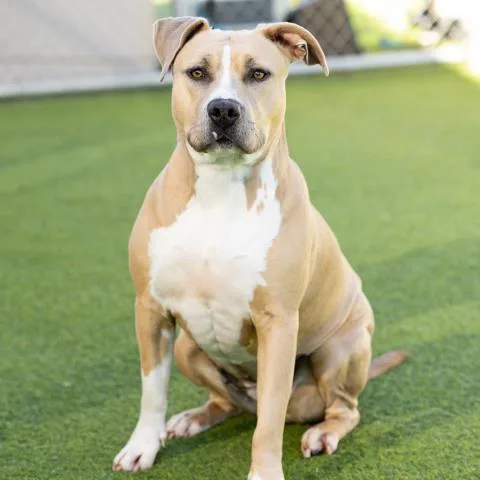 An adult large-sized female Pit Bull Terrier dog named Baby for adoption in Camarillo, CA