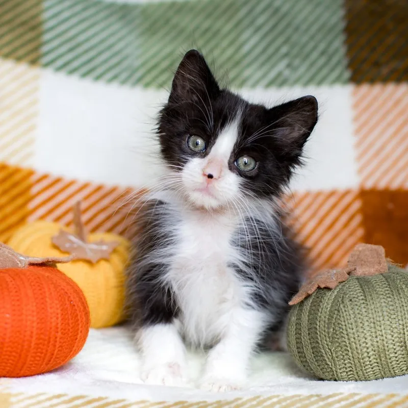 A baby small-sized male Black Domestic Short Hair cat named Pastrami for adoption in Parkland, FL
