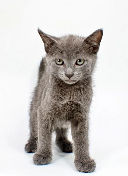 A baby small-sized male Domestic Short Hair cat named Grayson for adoption in Morton Grove, IL