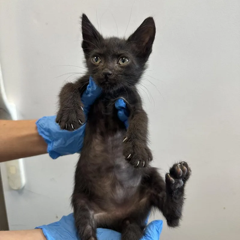 A baby small-sized male Black Domestic Short Hair cat named Kip for adoption in San Antonio, TX