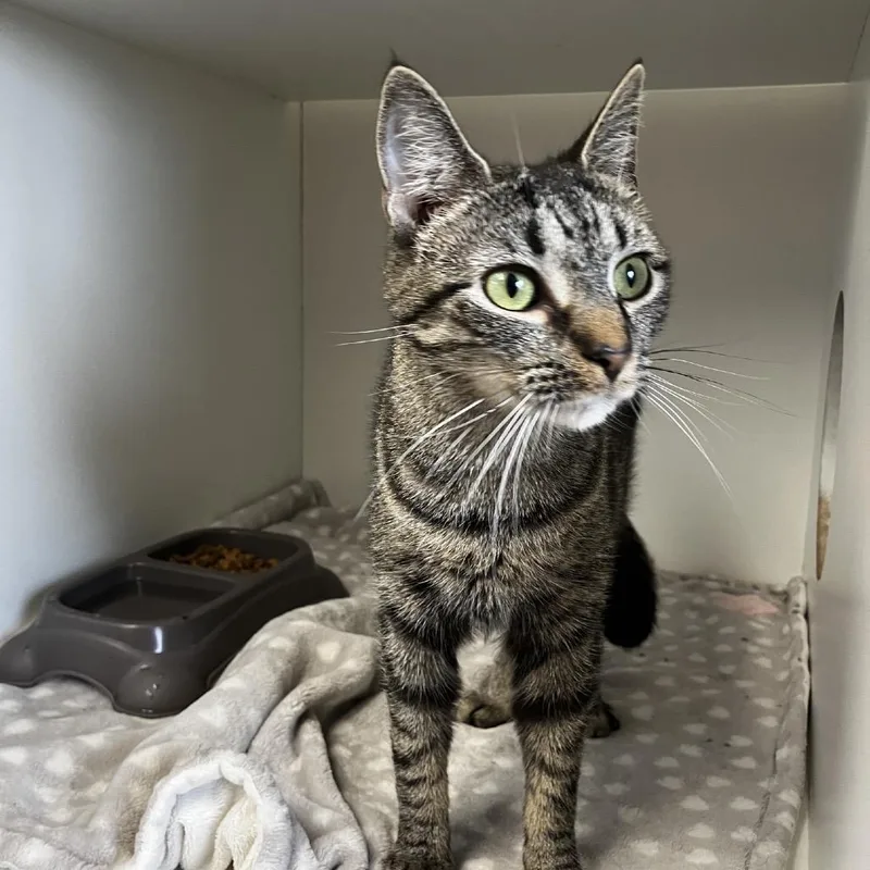 A young small-sized female Gray / Blue / Silver Domestic Short Hair cat named Jovie for adoption in Uniontown, PA