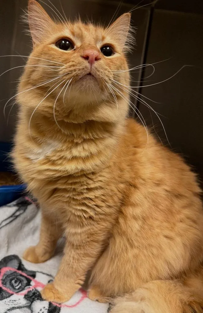 A senior small-sized male Domestic Long Hair cat named Jake From State Farm for adoption in Ocala, FL