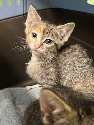 A young medium-sized female Domestic Short Hair cat named Lizzy for adoption in Kansas City, MO