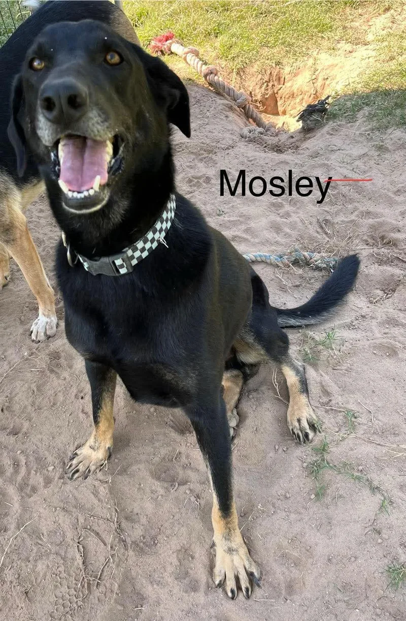 Mosely