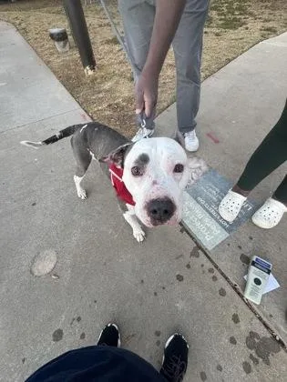 An adult large-sized male Mixed Breed dog named Yoda for adoption in Chamblee, GA