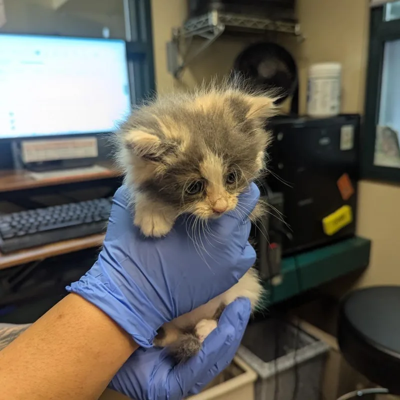 A baby small-sized female Calico Domestic Long Hair cat named Cloudy for adoption in Pasadena, CA