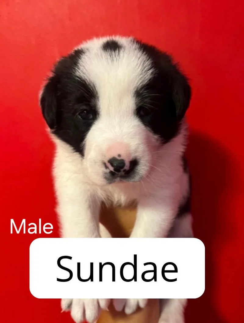 A baby medium-sized male Australian Cattle Dog / Blue Heeler dog named Sundae for adoption in Lake Elsinore, CA