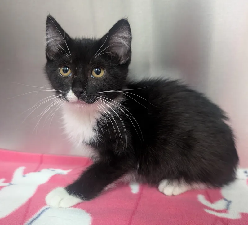 A young small-sized male Black & White / Tuxedo Domestic Short Hair cat named Felix for adoption in New Ulm, MN