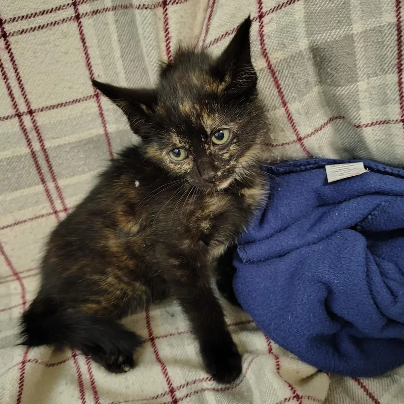 A baby small-sized female Tortoiseshell Domestic Short Hair cat named Nevada for adoption in Coos Bay, OR