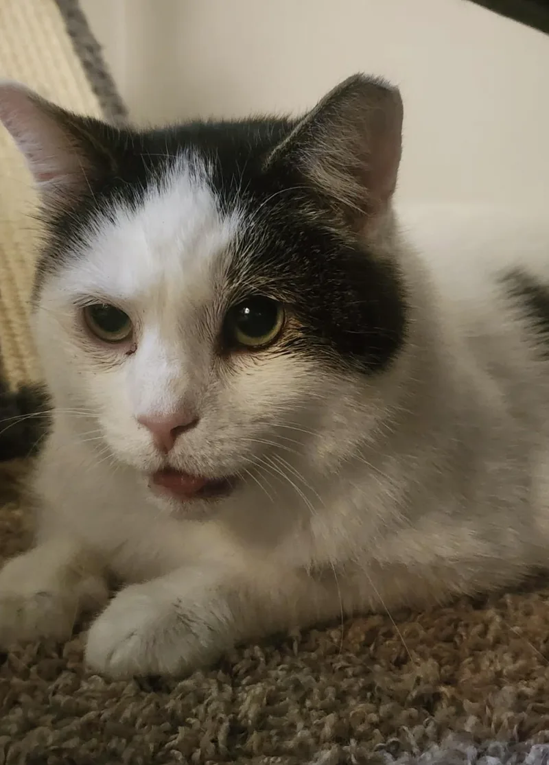 An adult extra large-sized male White Domestic Short Hair cat named Domino for adoption in CANONSBURG, PA