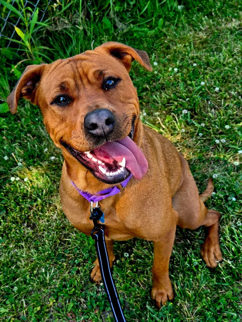 A young large-sized female Brown / Chocolate Labrador Retriever dog named Diva for adoption in Warren, OH