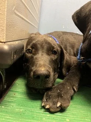 A baby medium-sized female Labrador Retriever dog named Lavagirl for adoption in Seneca, SC