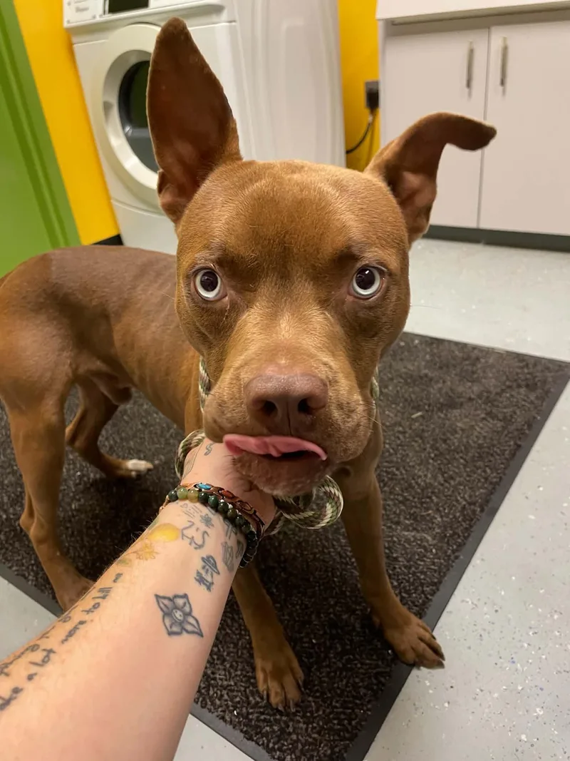 A young medium-sized male Pit Bull Terrier dog named Zeus for adoption in Bishopville, SC