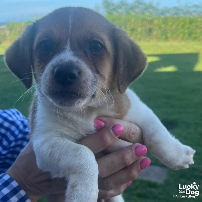A baby small-sized male Terrier dog named Mickey for adoption in Washington, DC