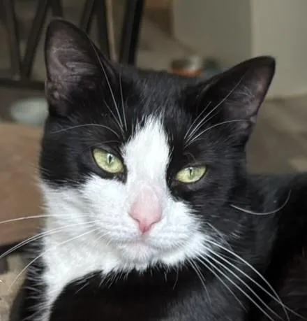 A young medium-sized female Black & White / Tuxedo Domestic Short Hair cat named Pepper for adoption in Nashville, TN