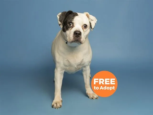 An adult medium-sized female Beagle dog named Bessie for adoption in Phoenix, AZ