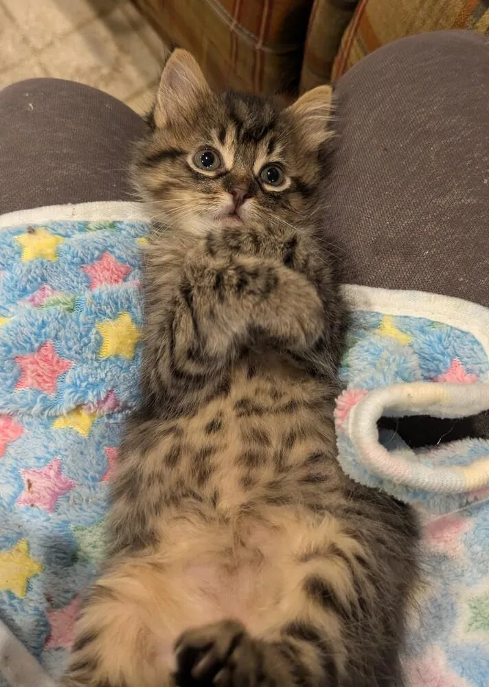 A baby medium-sized female Domestic Medium Hair cat named Sunny for adoption in Plymouth, MI