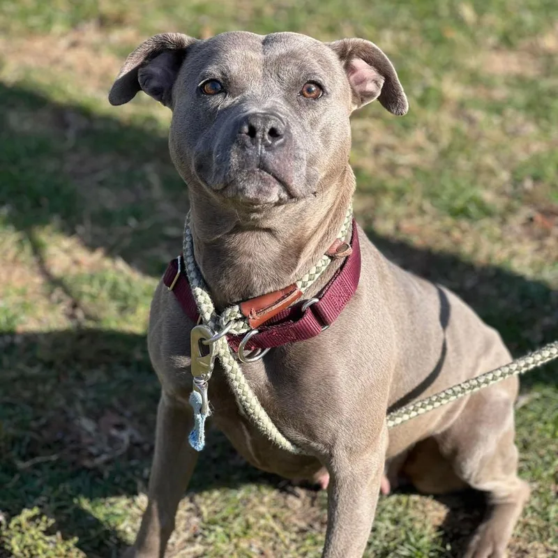 Beatrice thumbnail 2