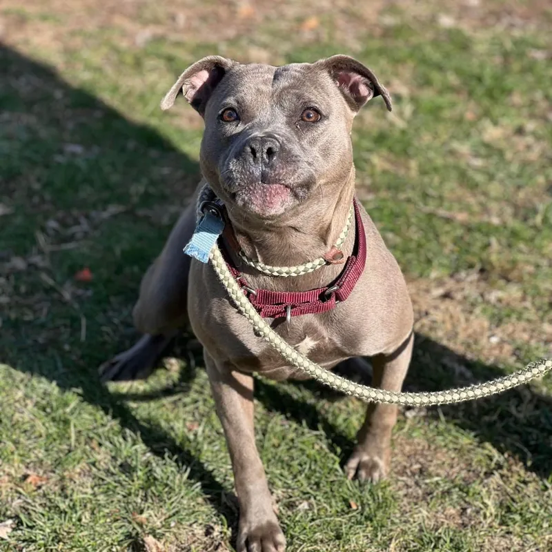 Beatrice thumbnail 3