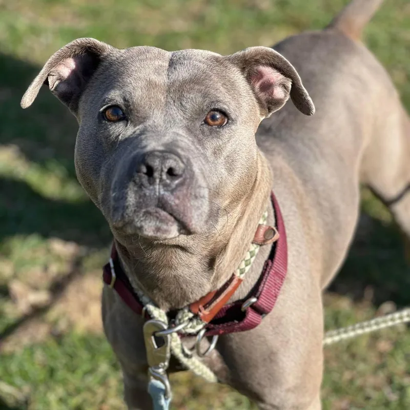 Beatrice thumbnail 4