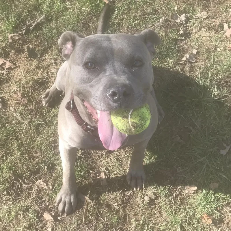 Beatrice thumbnail 6