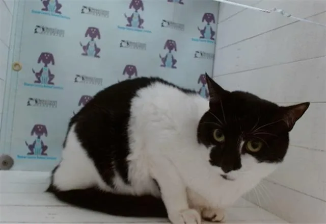 An adult small-sized male Domestic Short Hair cat named Gon for adoption in Orlando, FL
