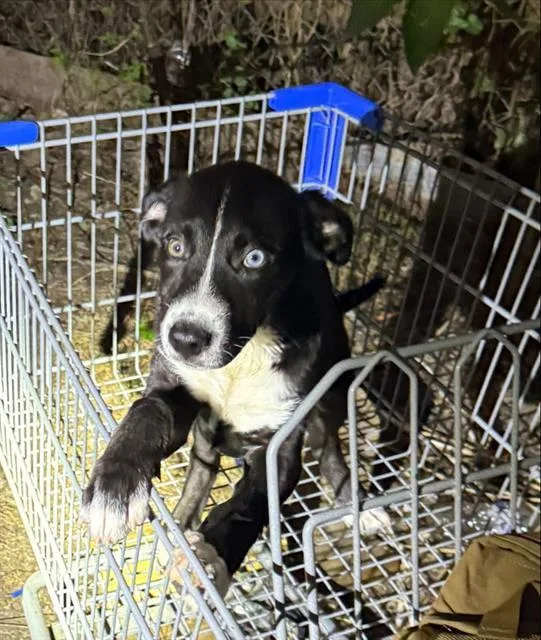 A baby small-sized male Labrador Retriever dog named Fabien for adoption in San Antonio, TX