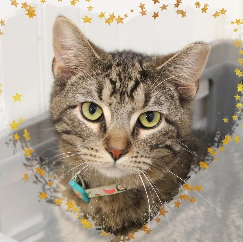 A young medium-sized female Black Domestic Short Hair cat named Mckenzie for adoption in Amelia, OH