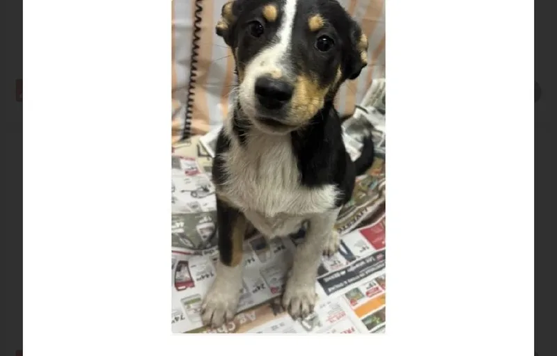 A baby medium-sized female Labrador Retriever dog named Fancy for adoption in Willingboro, NJ
