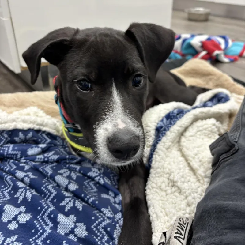 A baby small-sized male Black Labrador Retriever dog named Bravo for adoption in Fairfax, VA
