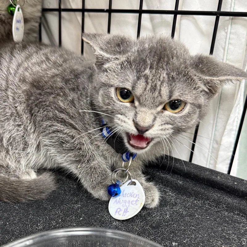 A baby small-sized female Domestic Short Hair cat named Chicken nugget for adoption in Normal, IL