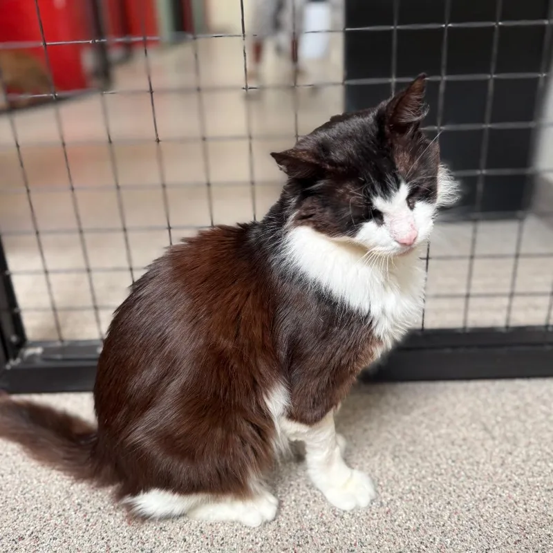 An adult large-sized male Domestic Medium Hair cat named Milo for adoption in Sarasota, FL