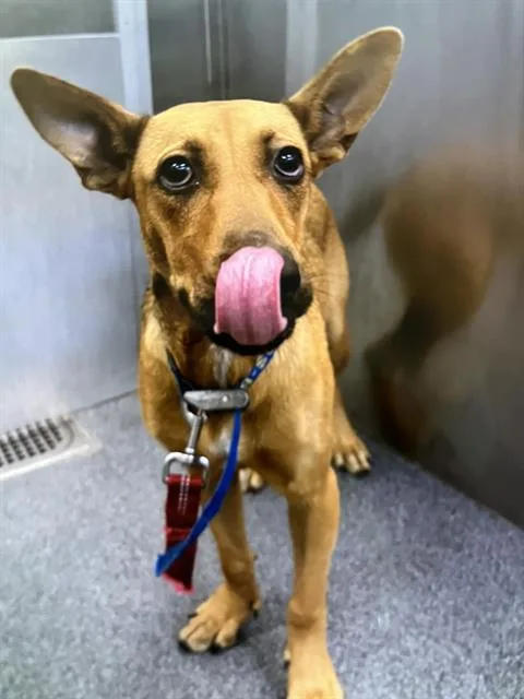 A young medium-sized female Mixed Breed dog named Rose for adoption in Dallas, TX