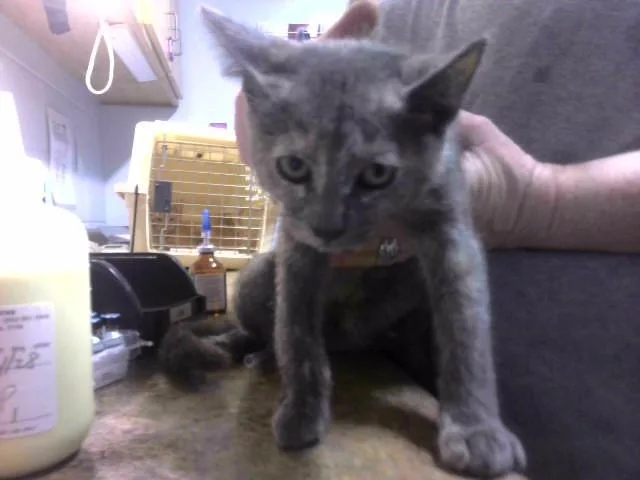 A baby small-sized female Domestic Short Hair cat named Shady Pawlette for adoption in Tallahassee, FL