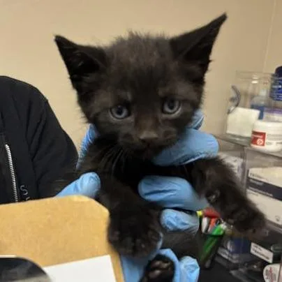 A baby small-sized male Black Domestic Short Hair cat named Chuckles for adoption in Tempe, AZ